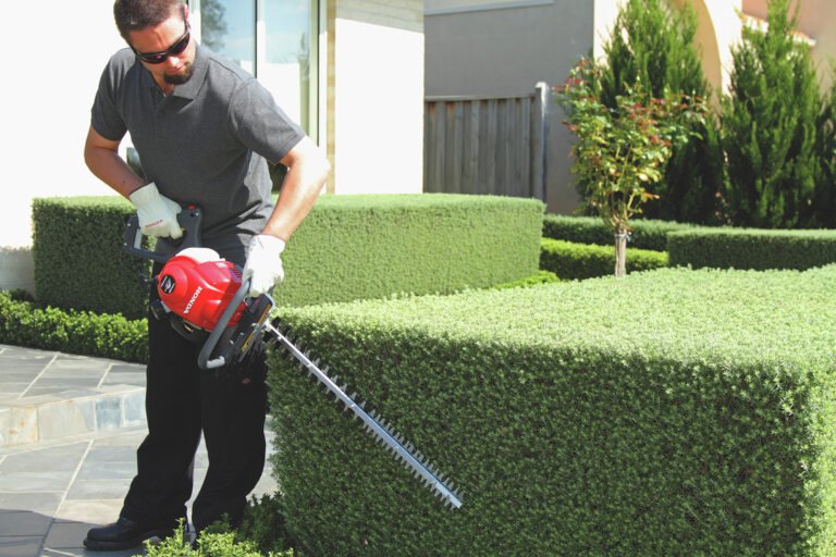 professionnel taillant des haies en entreprise