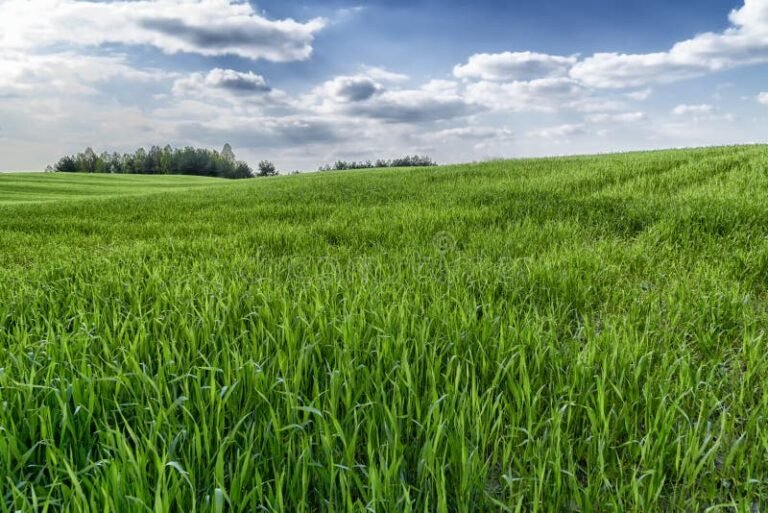 Que Peut-On Mettre Sur Un Terrain Non Constructible Sans Risque 12 terrain naturel avec herbes et arbres verts